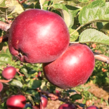 Malinové holovouské